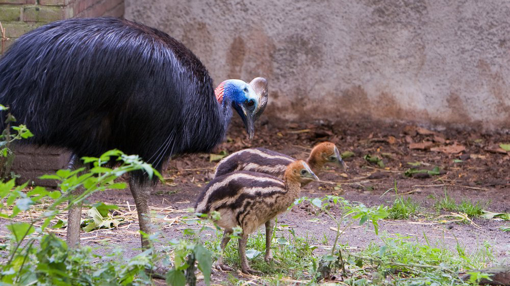 Photo of adult cassowary with two chicks